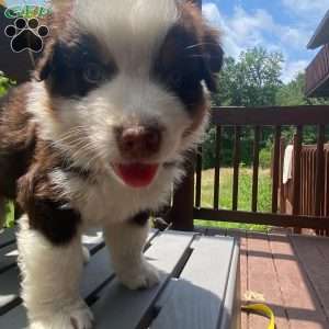 Coco, Australian Shepherd Puppy